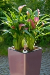 Selwatering Pots Mimosa - 24 cm.